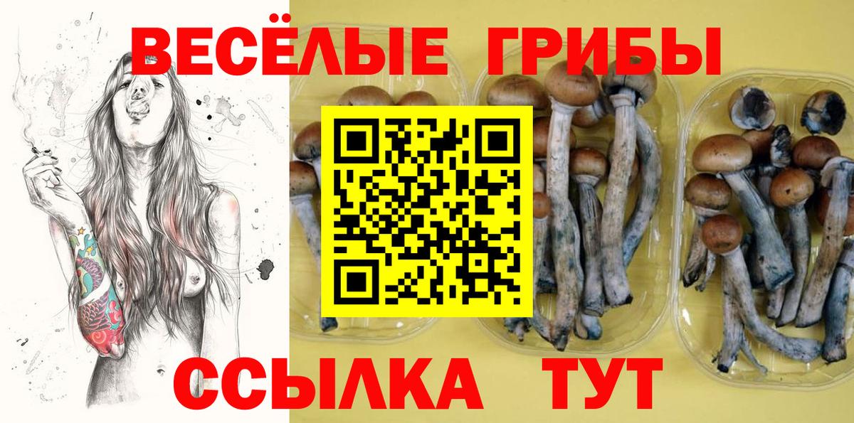Галлюциногенные грибы Psilocybe Горячий Ключ